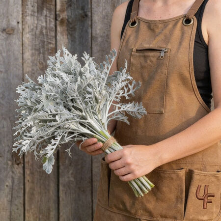 Silverdust, Dusty Miller Seed - Packet image number null